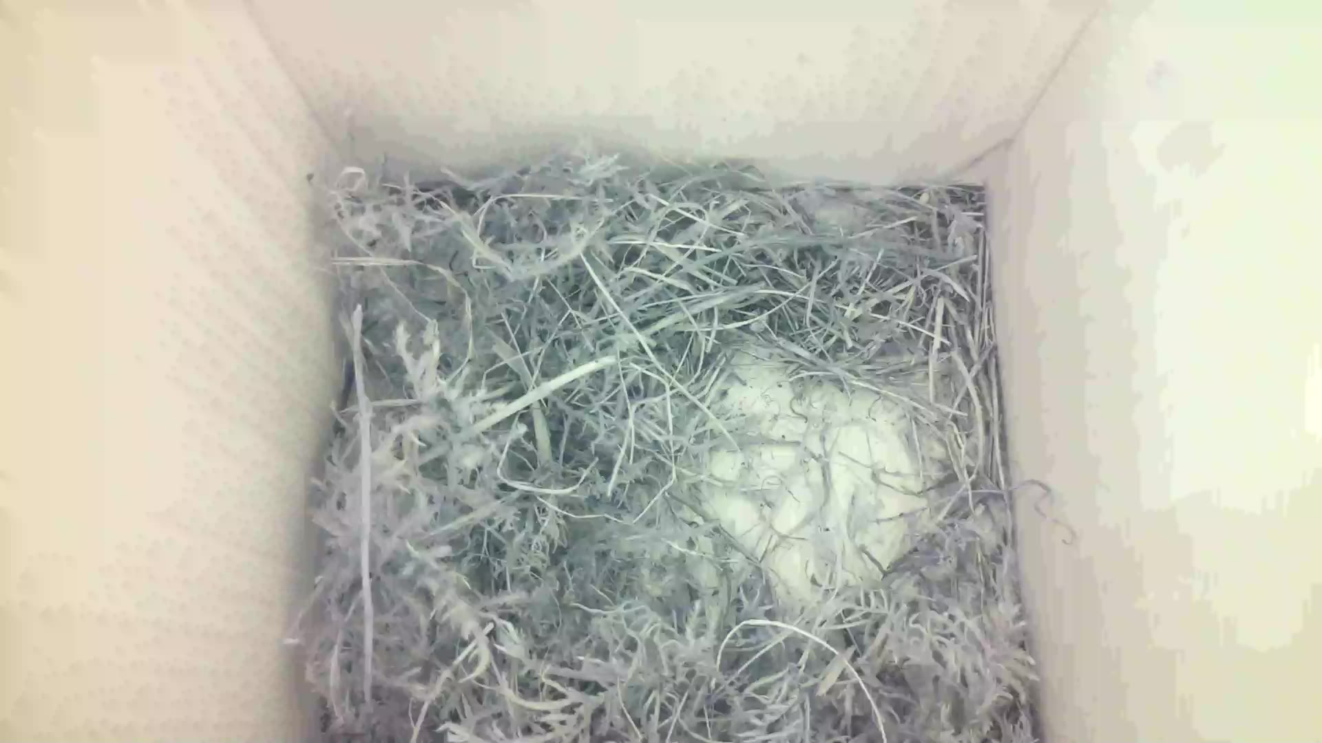 Aufnahme aus dem Vogelhaus