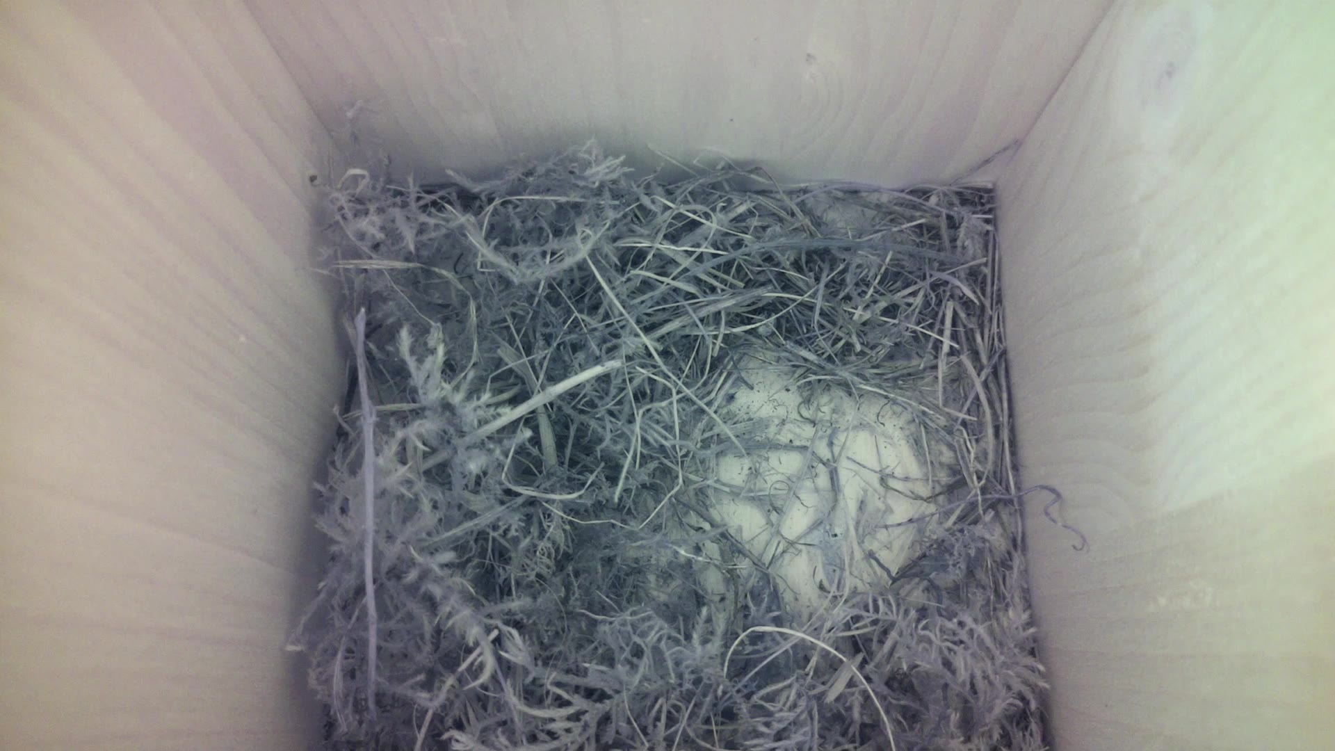 Aufnahme aus dem Vogelhaus
