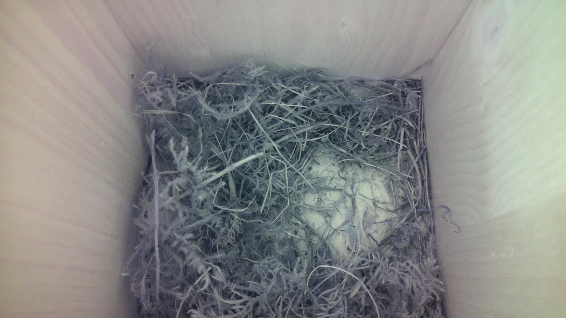 Aufnahme aus dem Vogelhaus