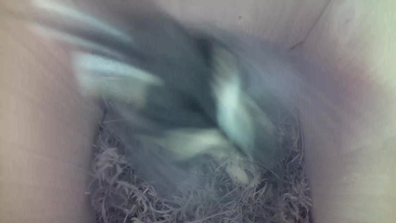 Aufnahme aus dem Vogelhaus