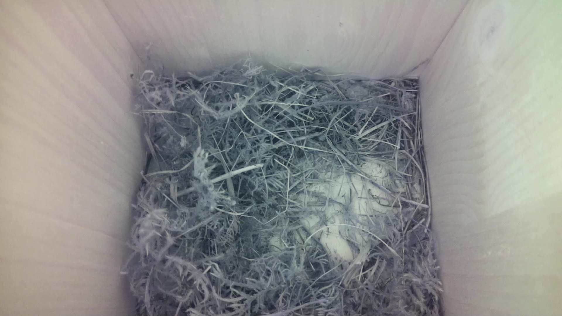 Aufnahme aus dem Vogelhaus