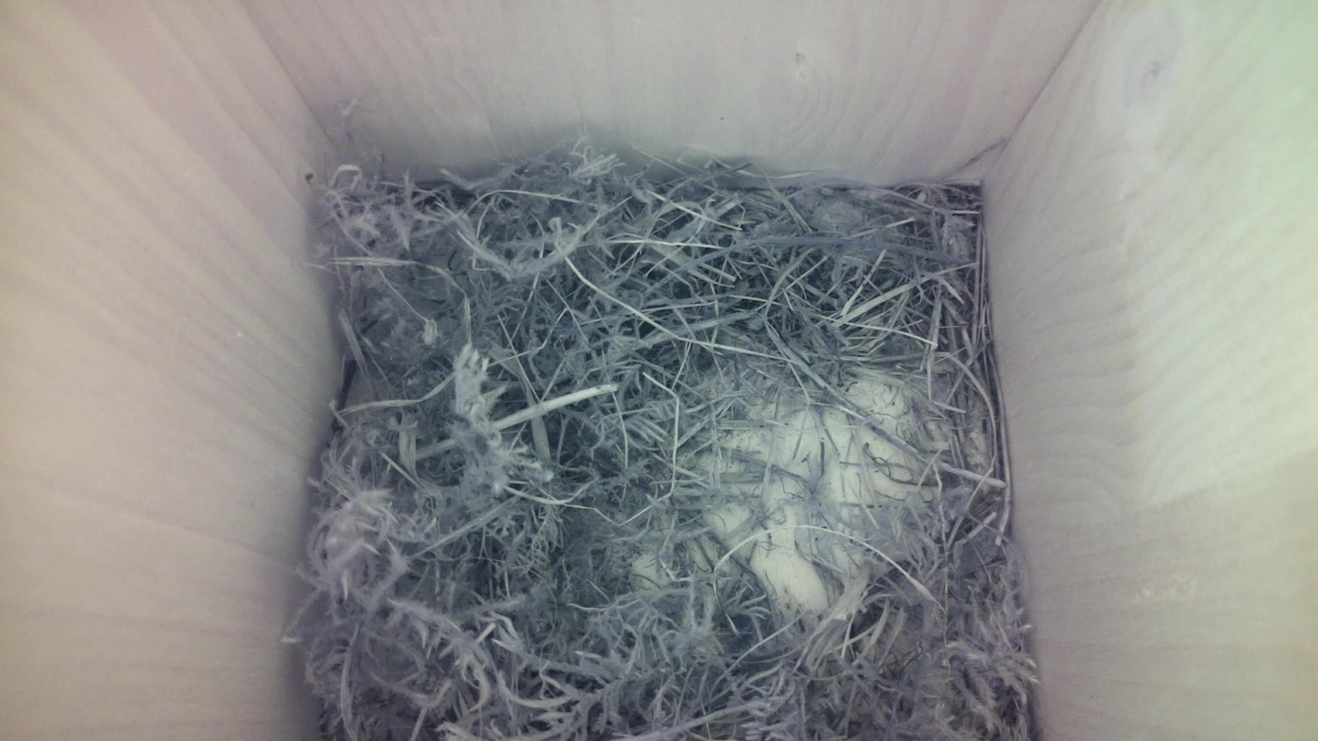 Aufnahme aus dem Vogelhaus