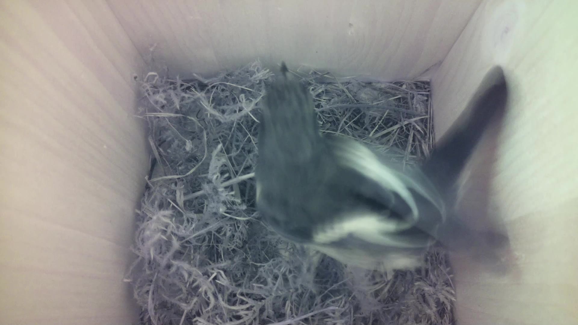Aufnahme aus dem Vogelhaus