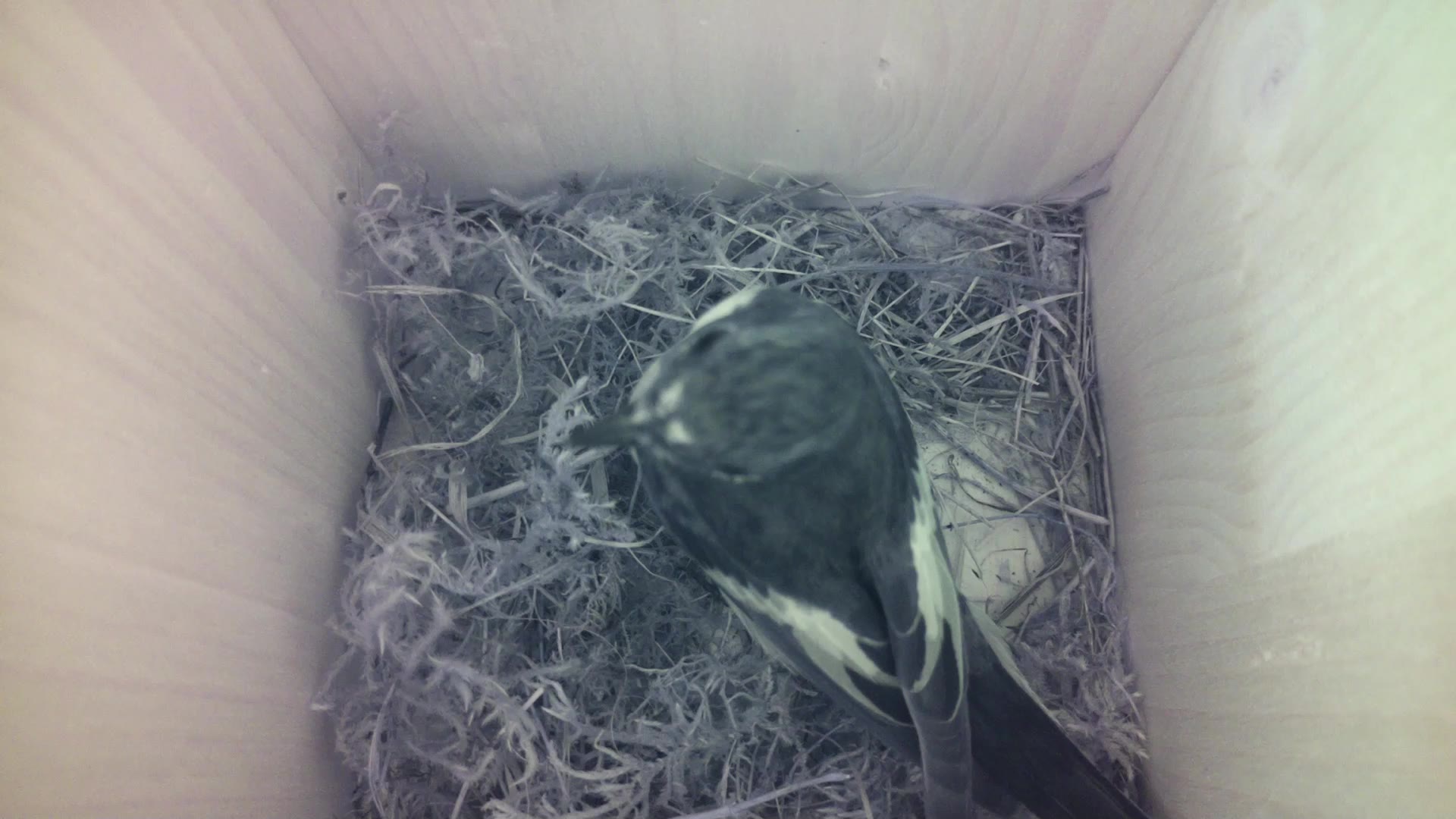 Aufnahme aus dem Vogelhaus