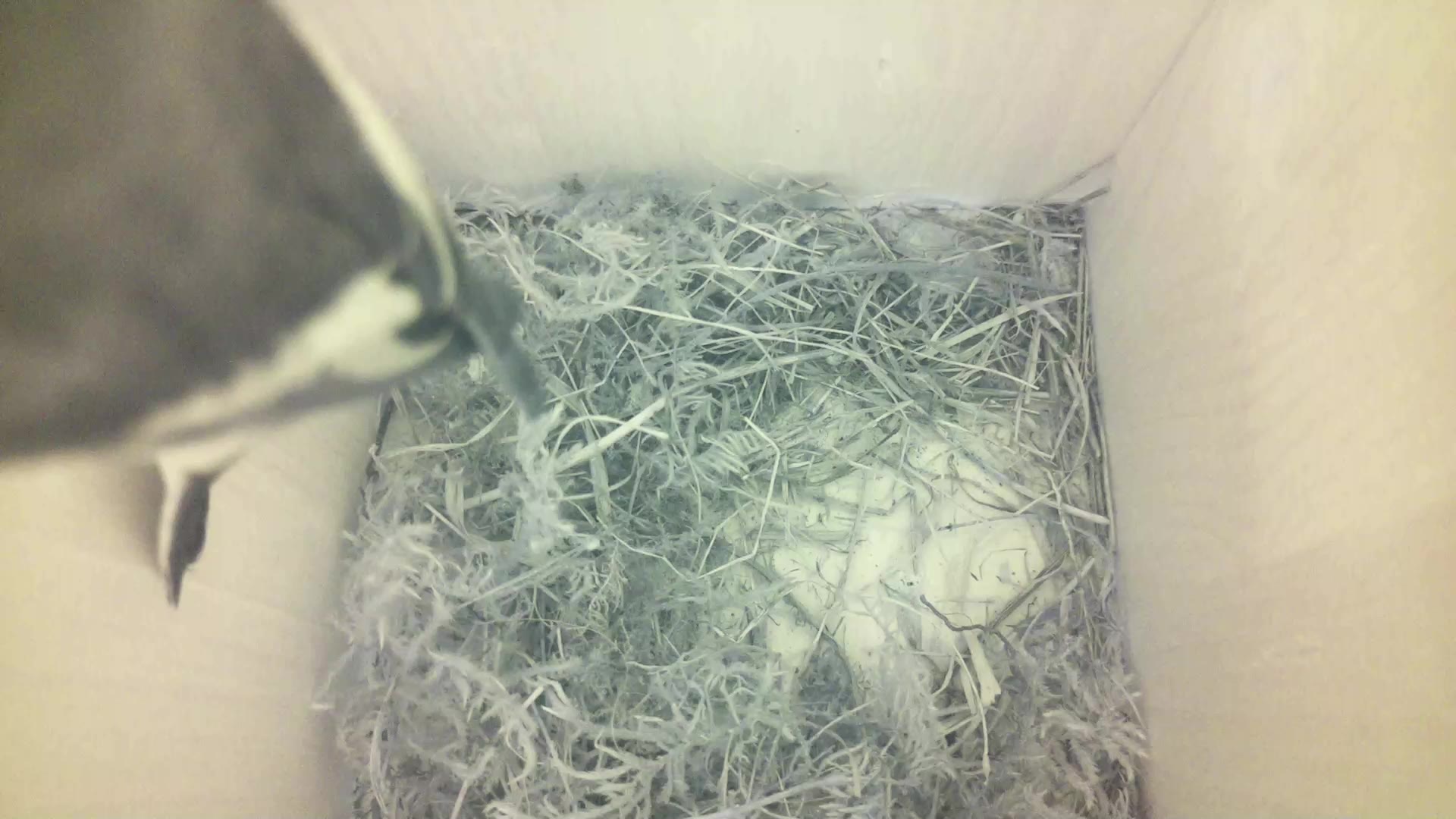 Aufnahme aus dem Vogelhaus