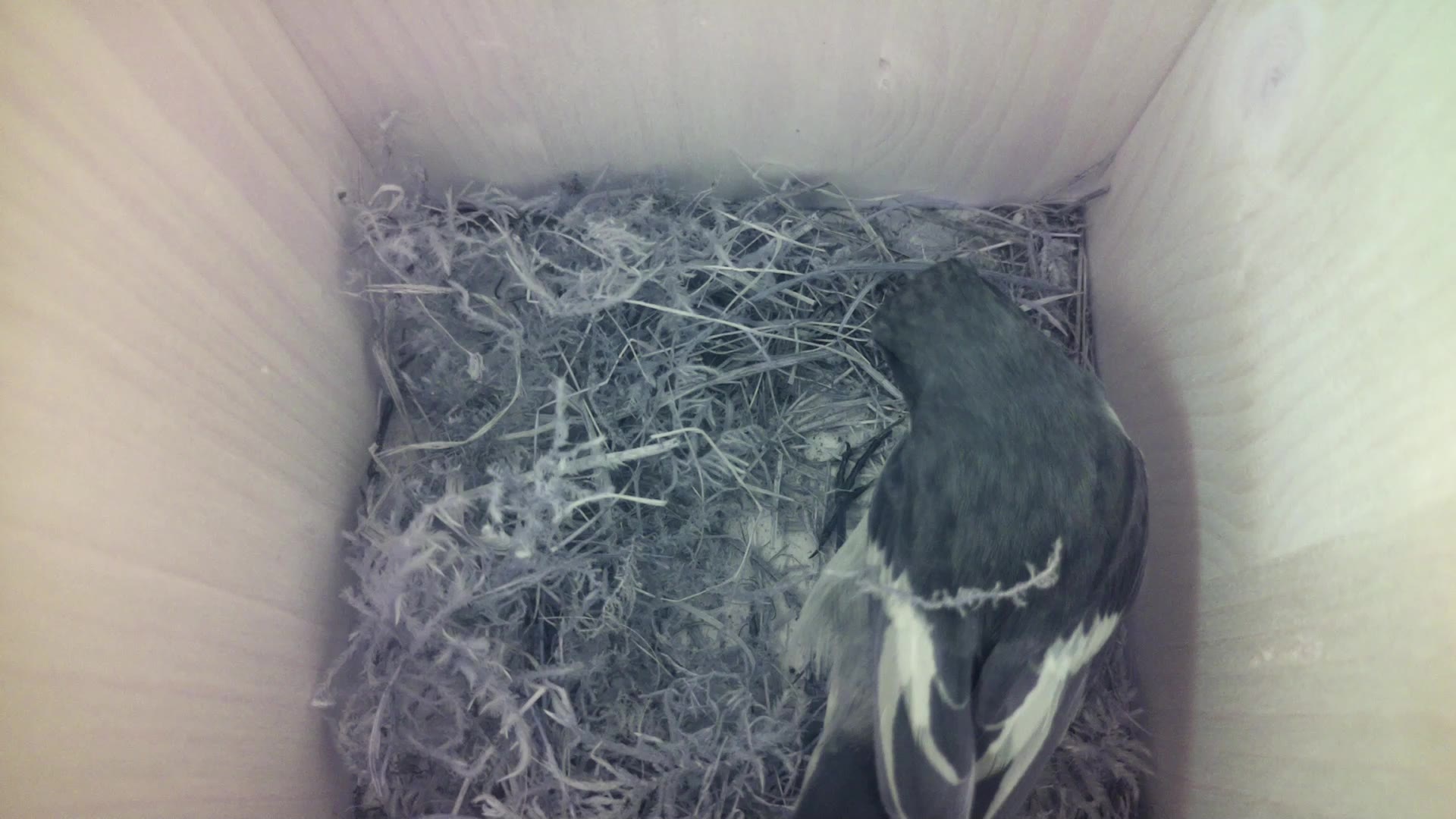 Aufnahme aus dem Vogelhaus