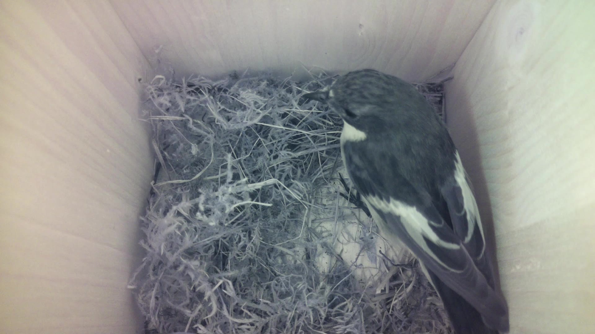 Aufnahme aus dem Vogelhaus