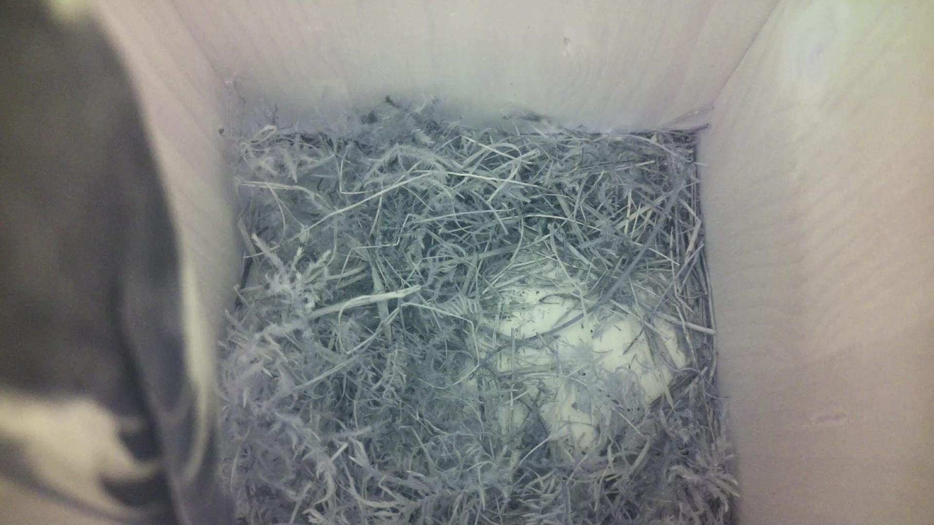 Aufnahme aus dem Vogelhaus