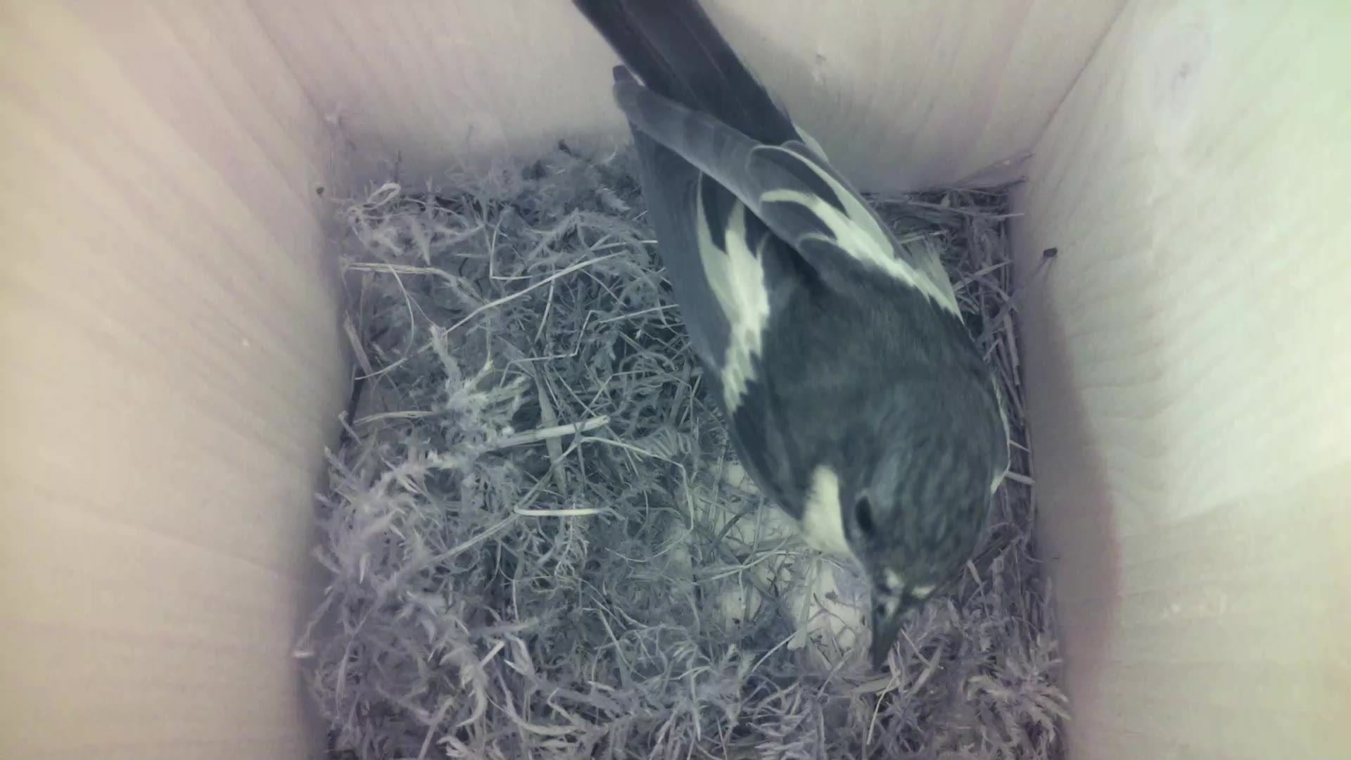 Aufnahme aus dem Vogelhaus