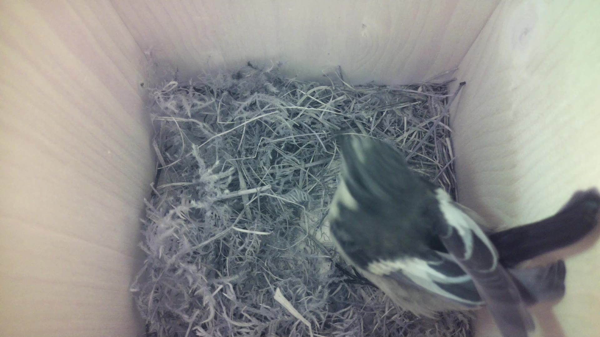 Aufnahme aus dem Vogelhaus