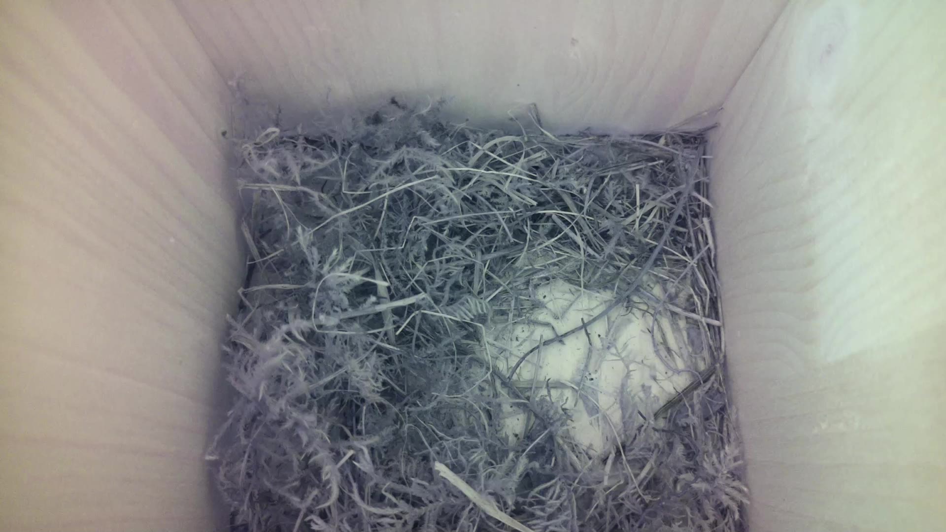 Aufnahme aus dem Vogelhaus
