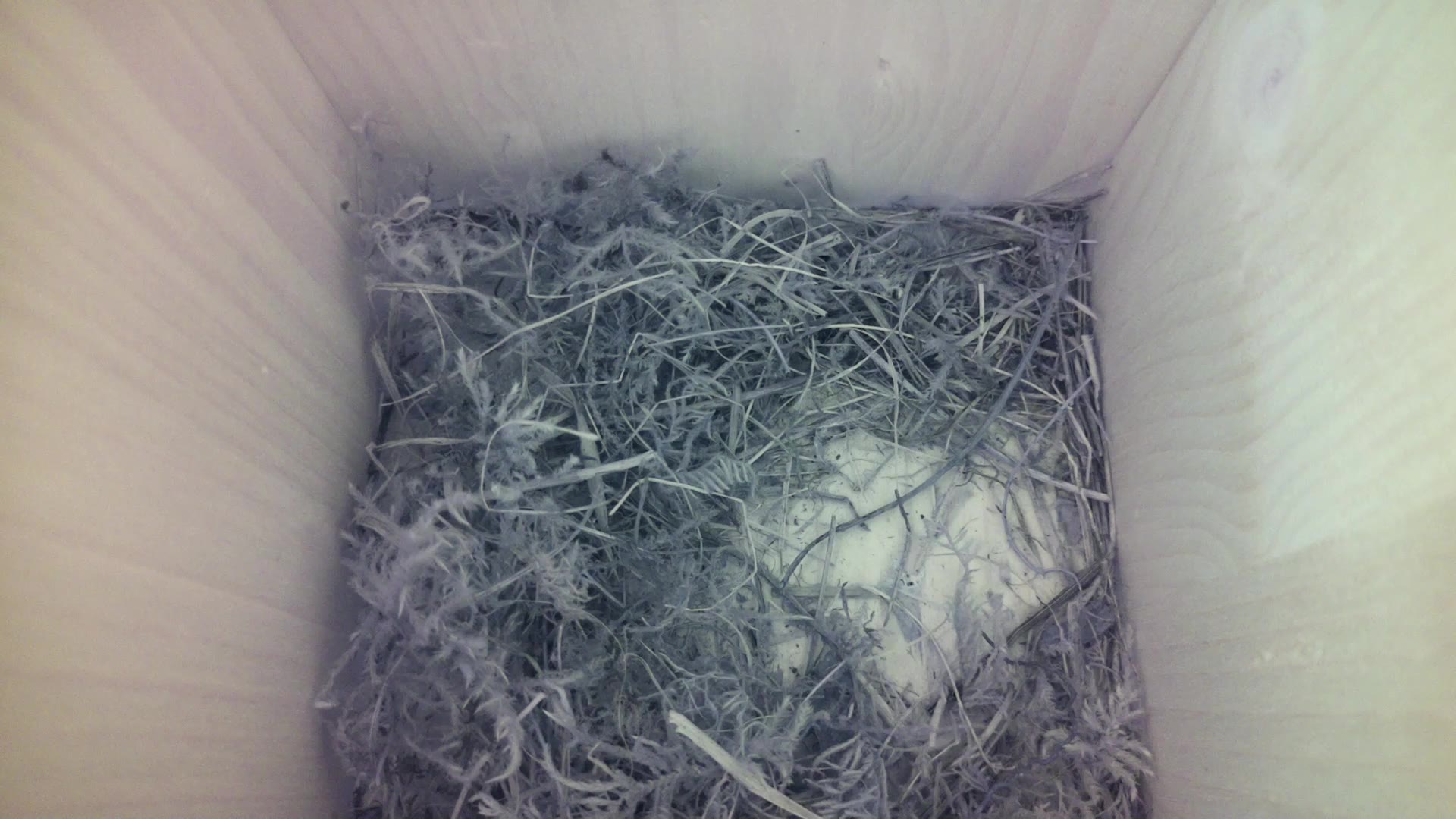 Aufnahme aus dem Vogelhaus