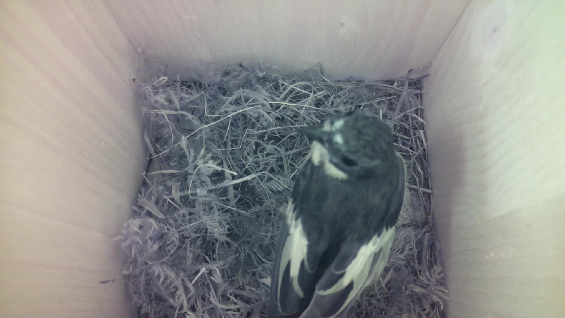 Aufnahme aus dem Vogelhaus