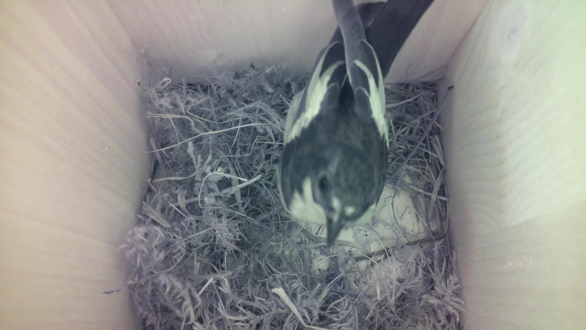 Aufnahme aus dem Vogelhaus