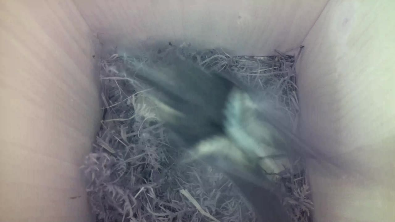 Aufnahme aus dem Vogelhaus