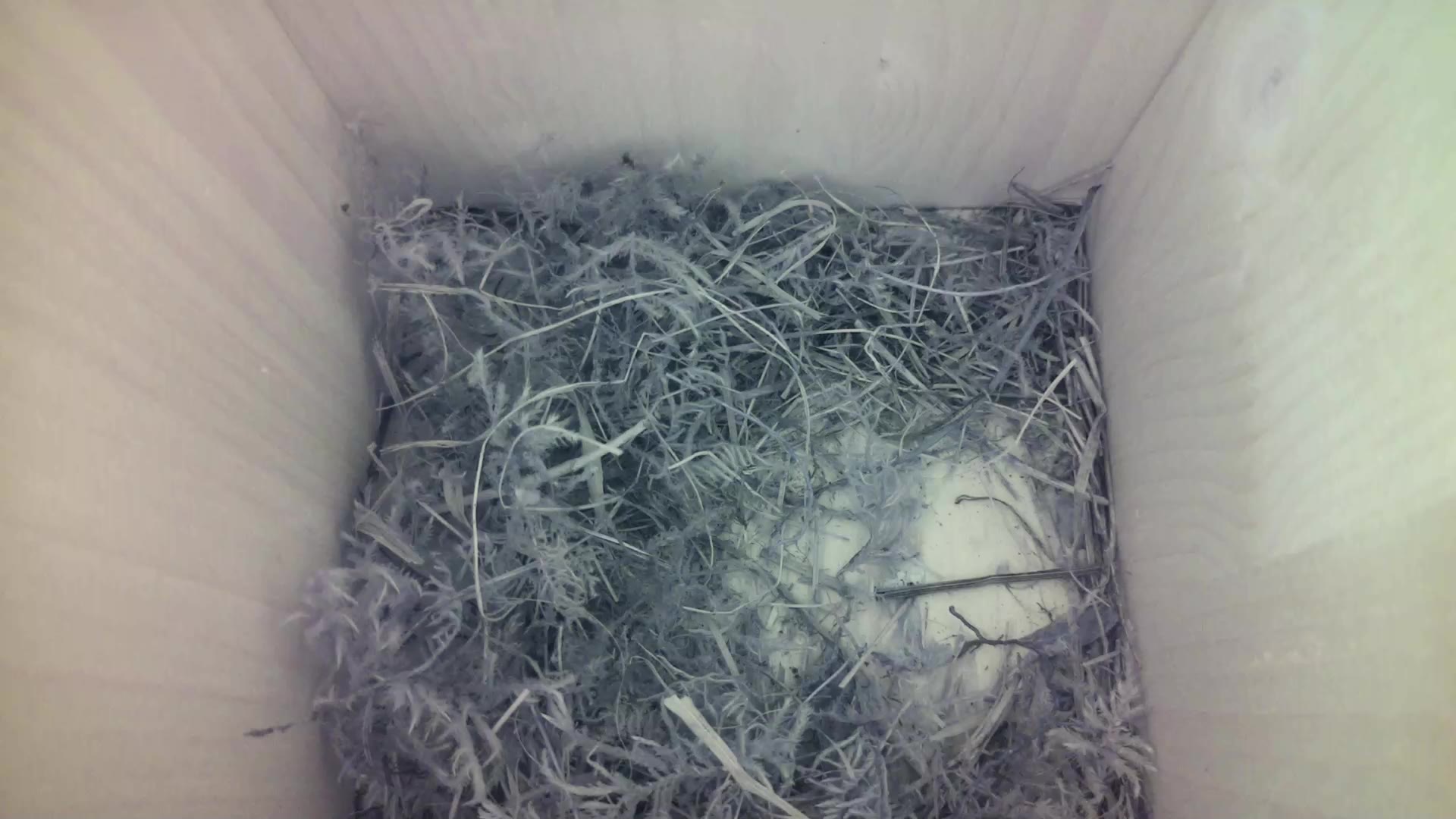 Aufnahme aus dem Vogelhaus