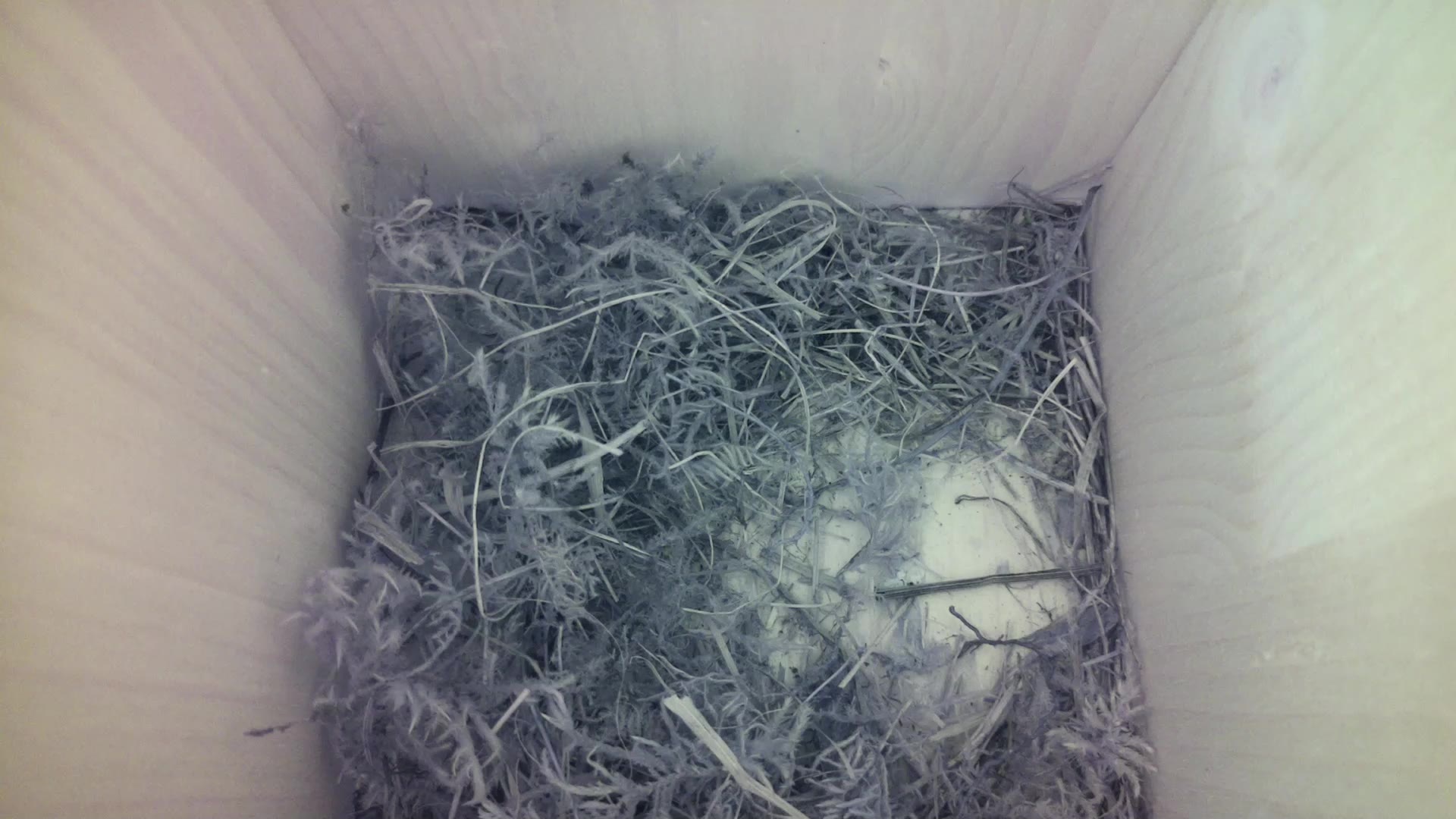 Aufnahme aus dem Vogelhaus