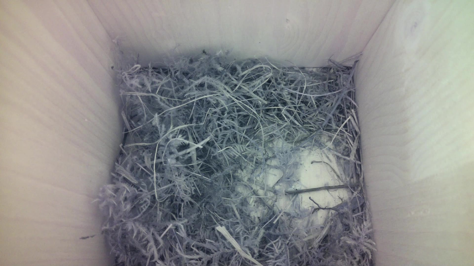 Aufnahme aus dem Vogelhaus