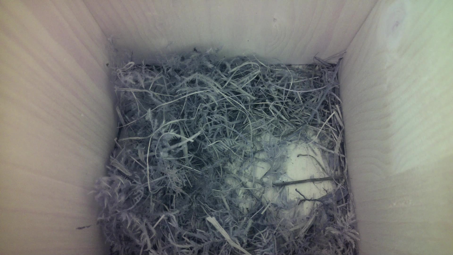 Aufnahme aus dem Vogelhaus