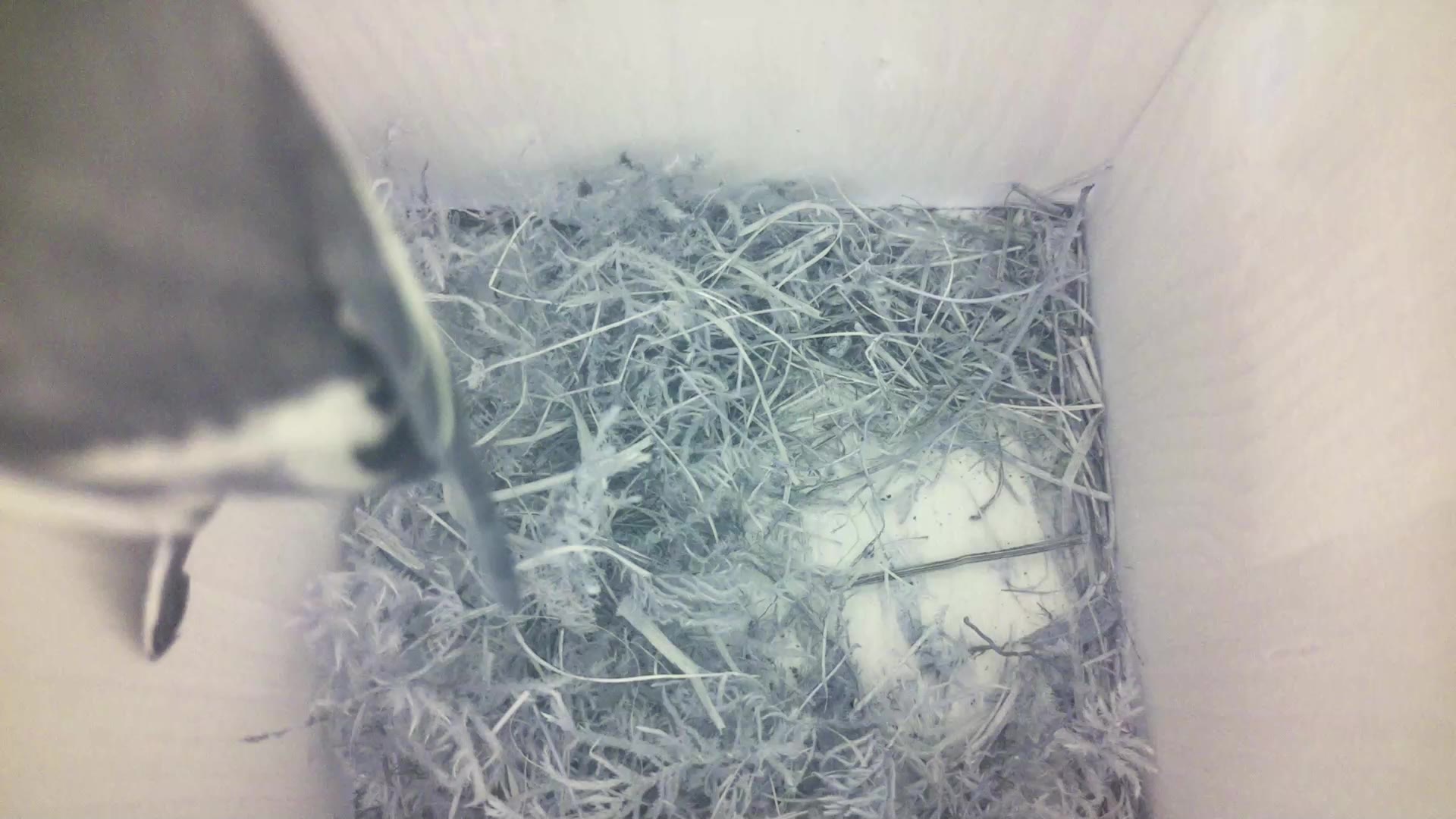 Aufnahme aus dem Vogelhaus