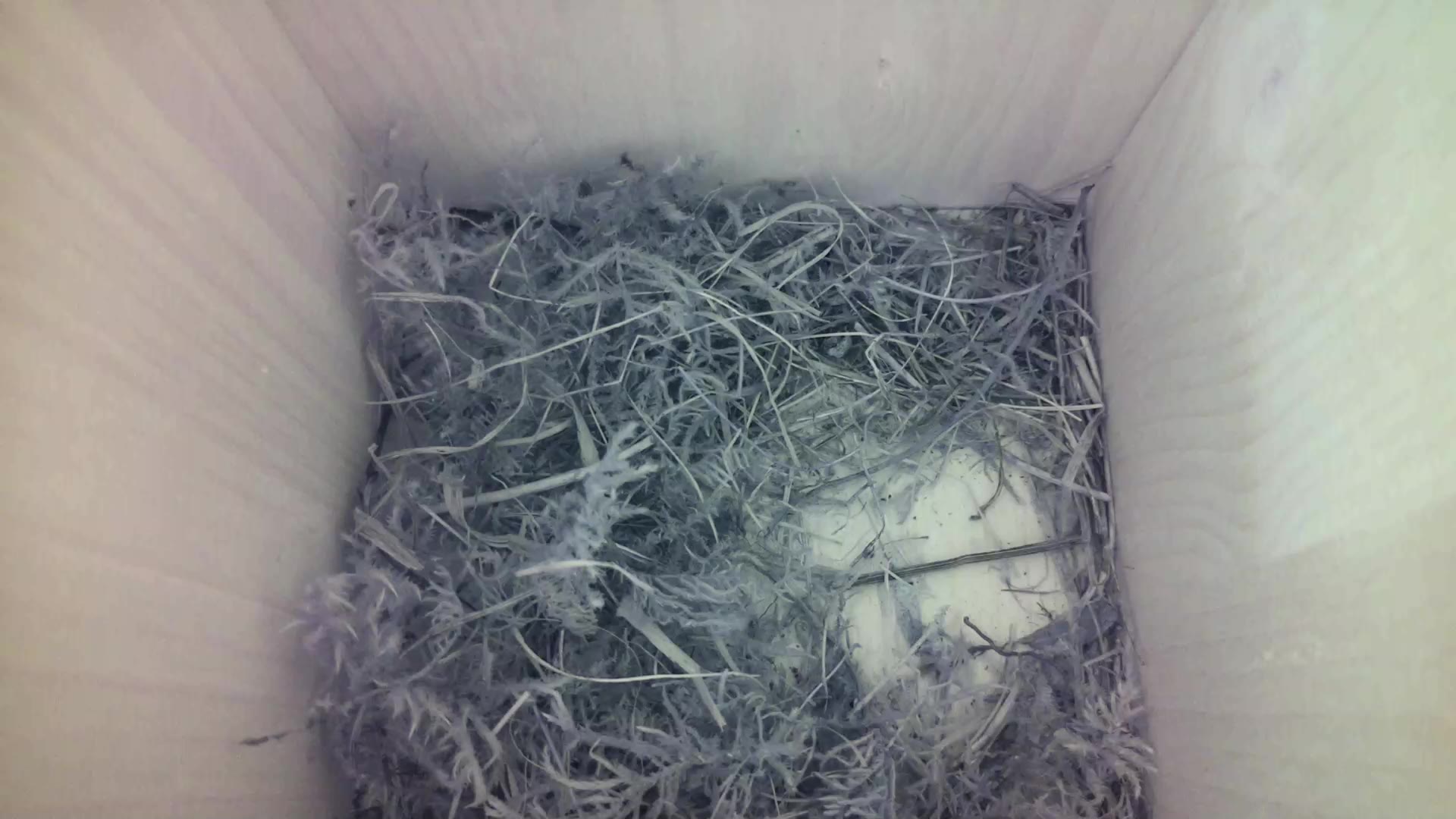 Aufnahme aus dem Vogelhaus