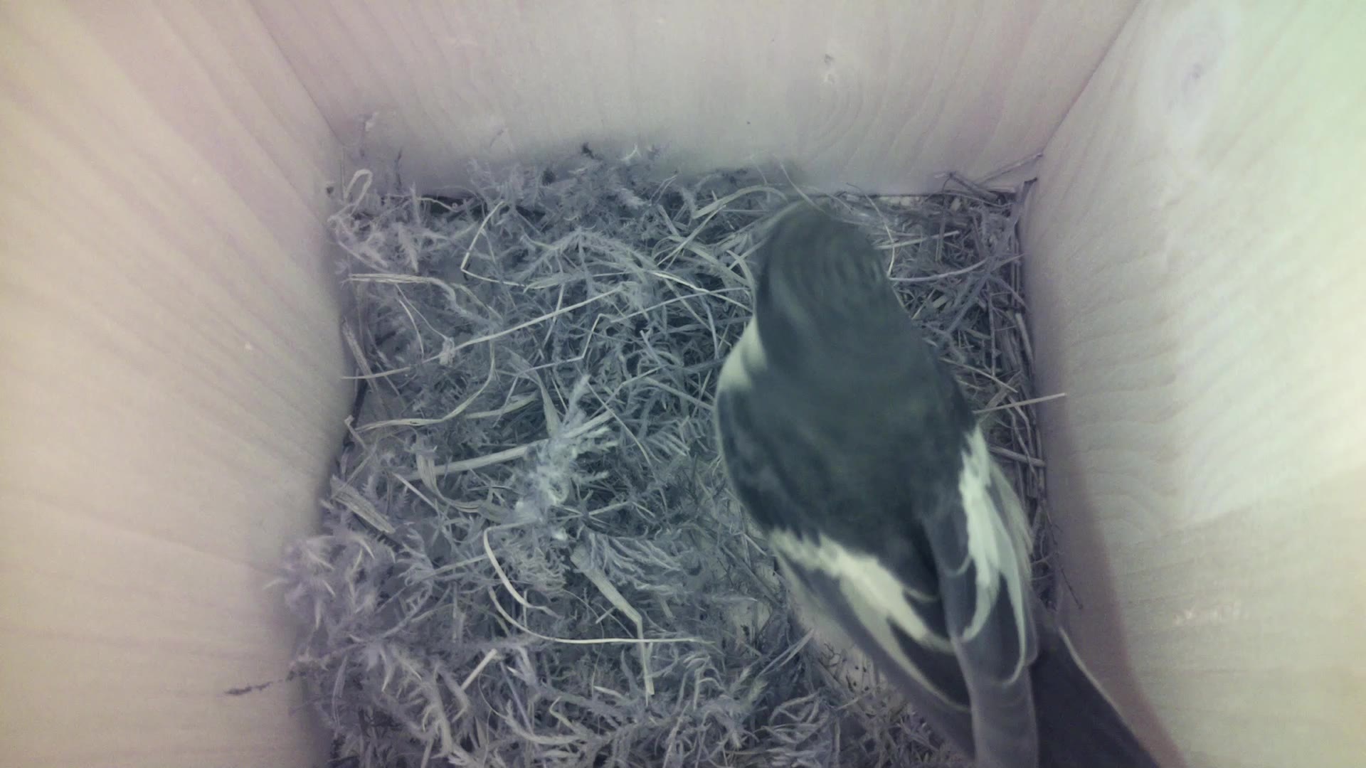 Aufnahme aus dem Vogelhaus