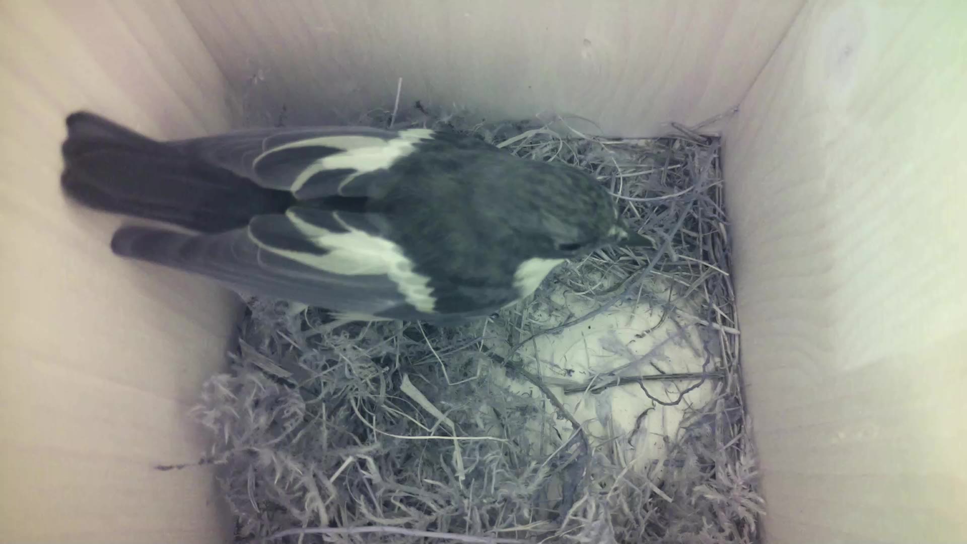 Aufnahme aus dem Vogelhaus
