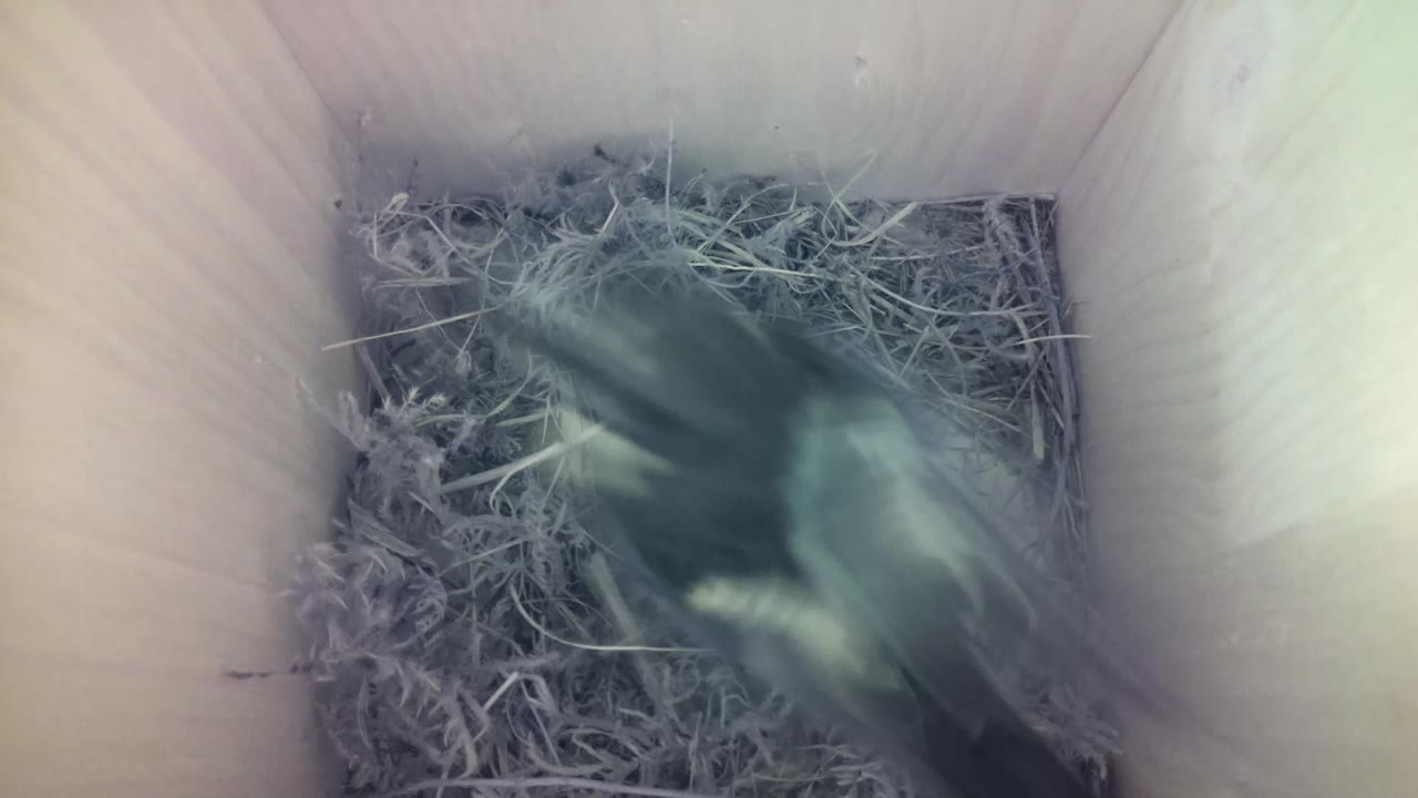 Aufnahme aus dem Vogelhaus