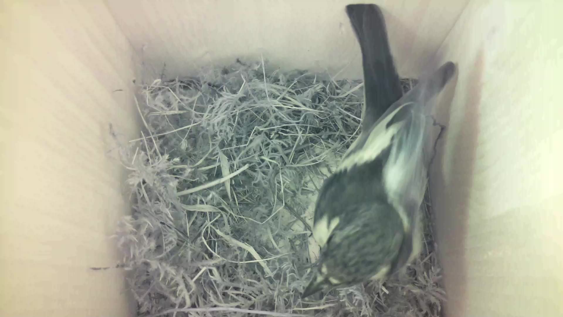 Aufnahme aus dem Vogelhaus