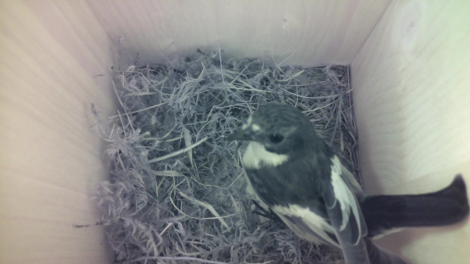 Aufnahme aus dem Vogelhaus