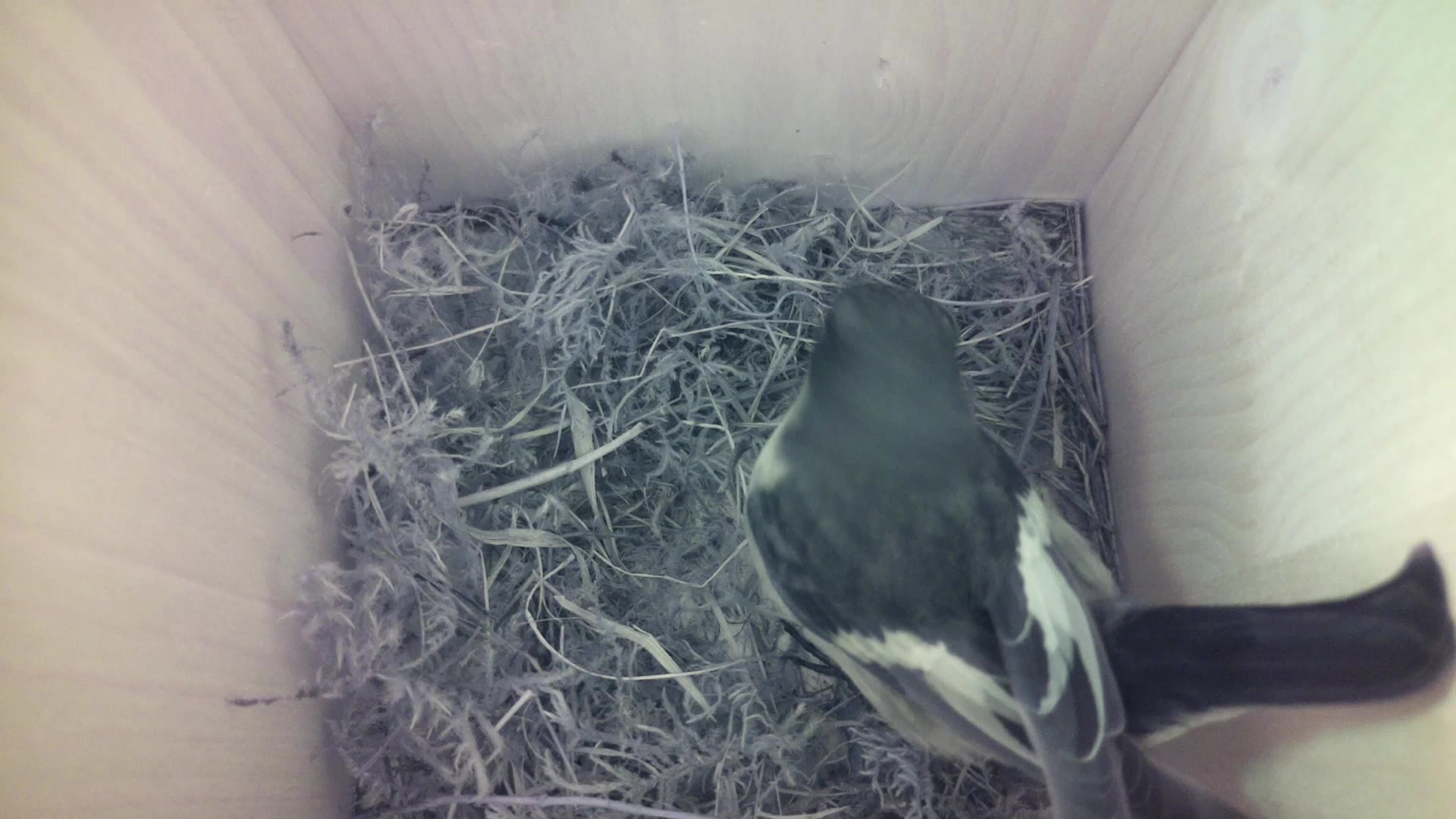 Aufnahme aus dem Vogelhaus