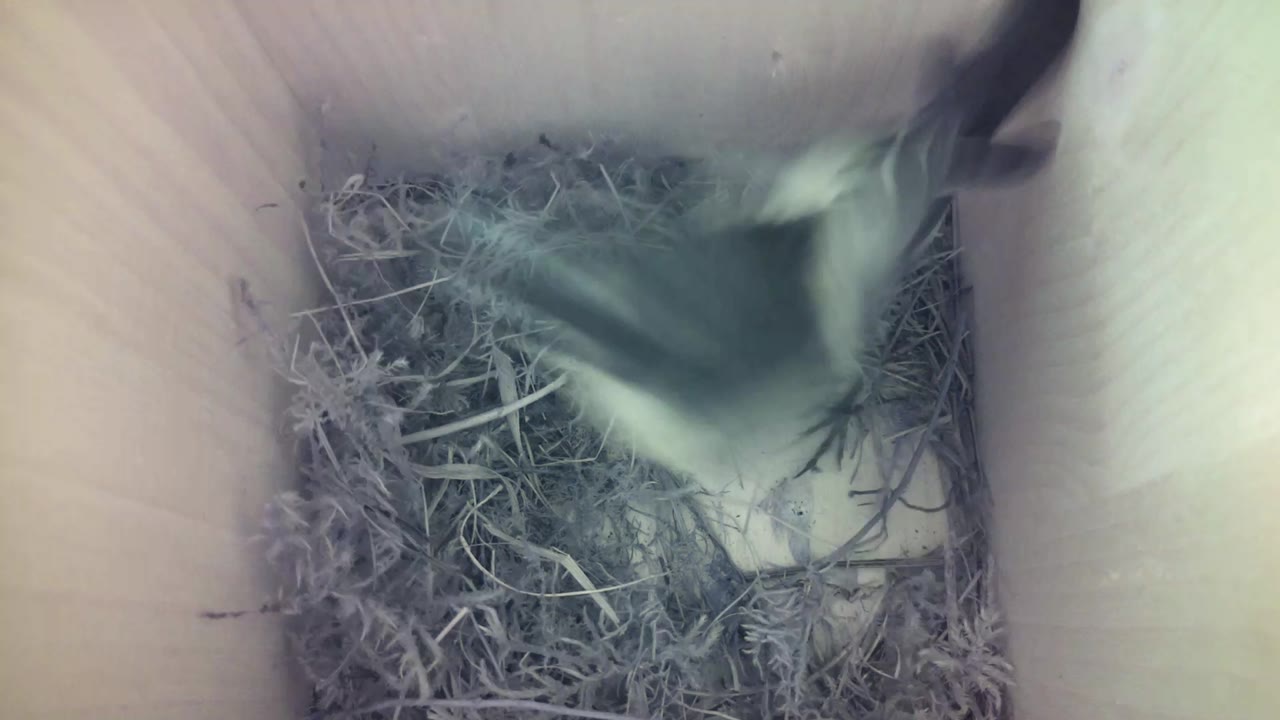 Aufnahme aus dem Vogelhaus