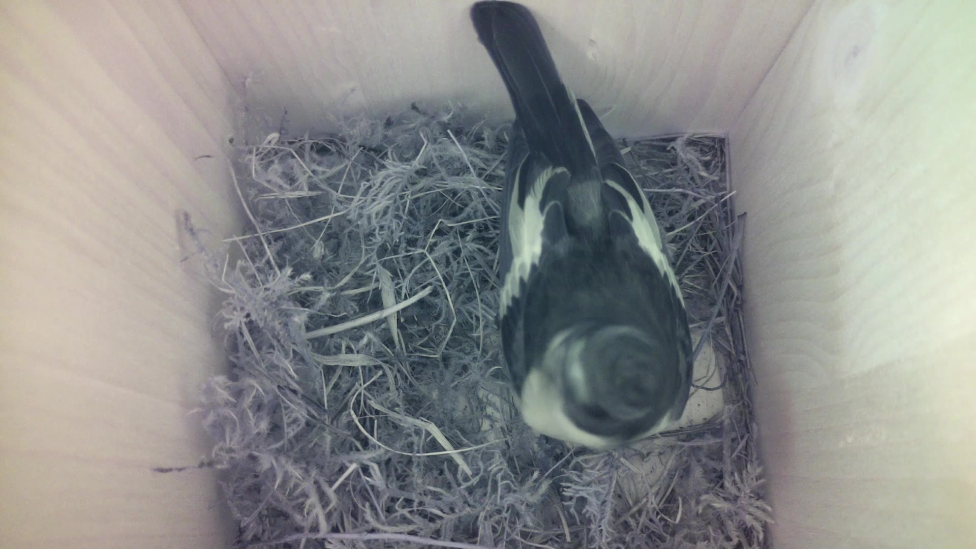 Aufnahme aus dem Vogelhaus