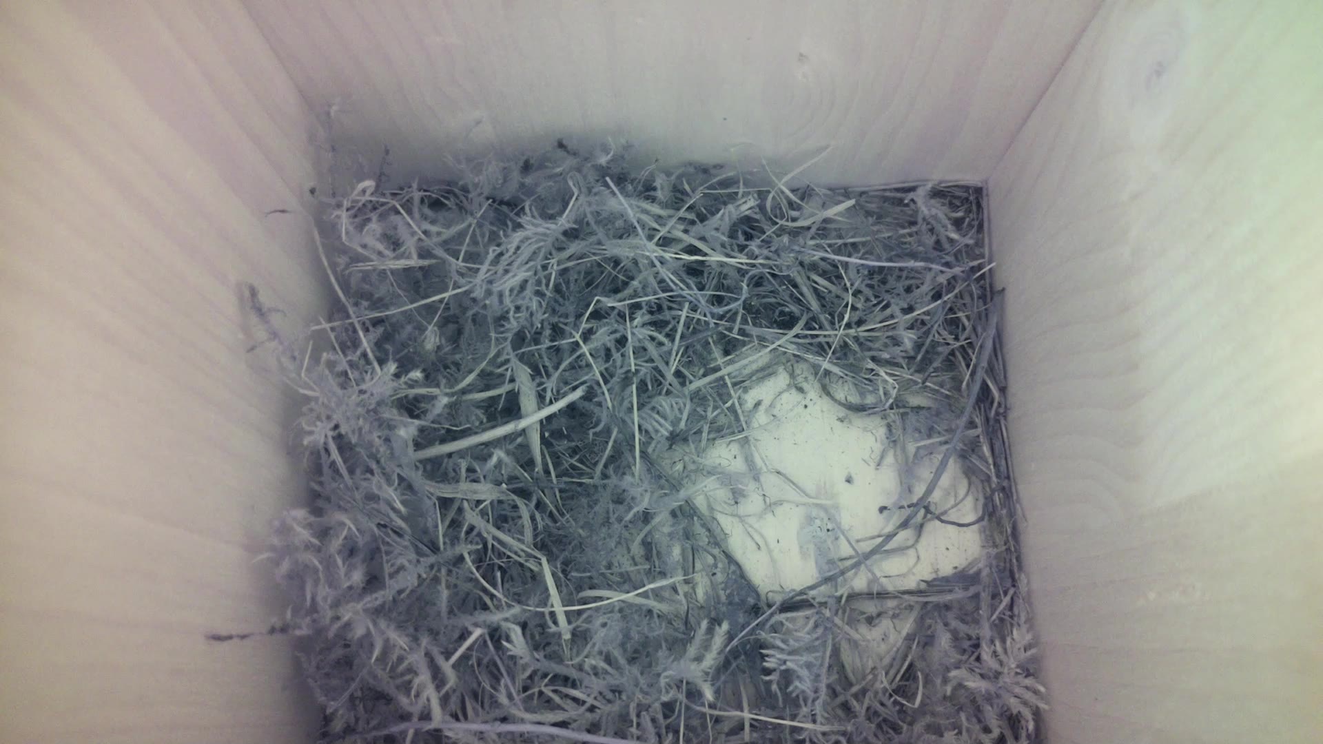 Aufnahme aus dem Vogelhaus