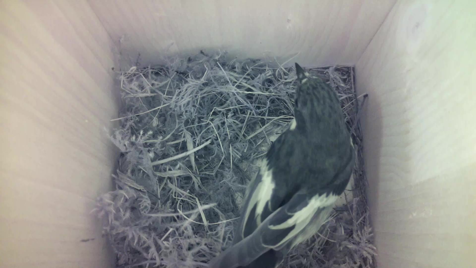 Aufnahme aus dem Vogelhaus
