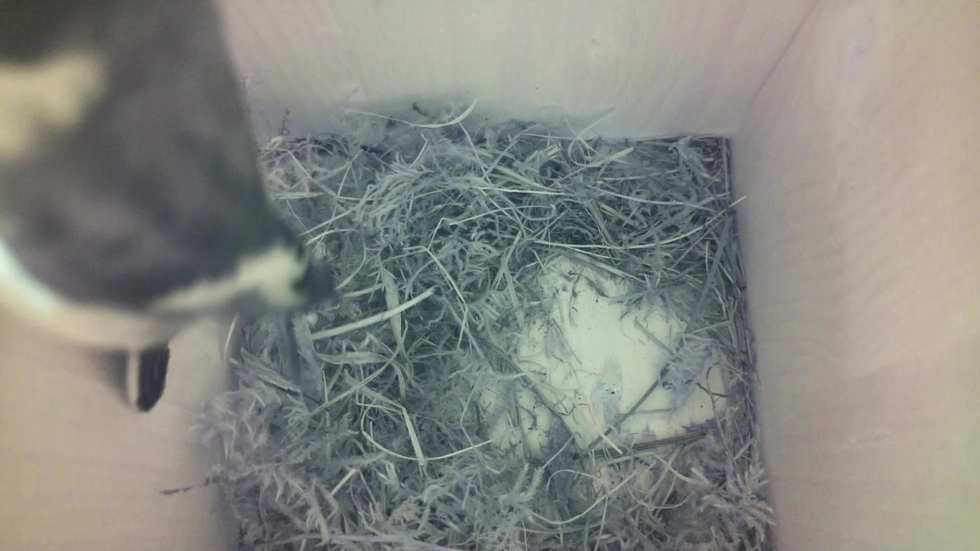Aufnahme aus dem Vogelhaus