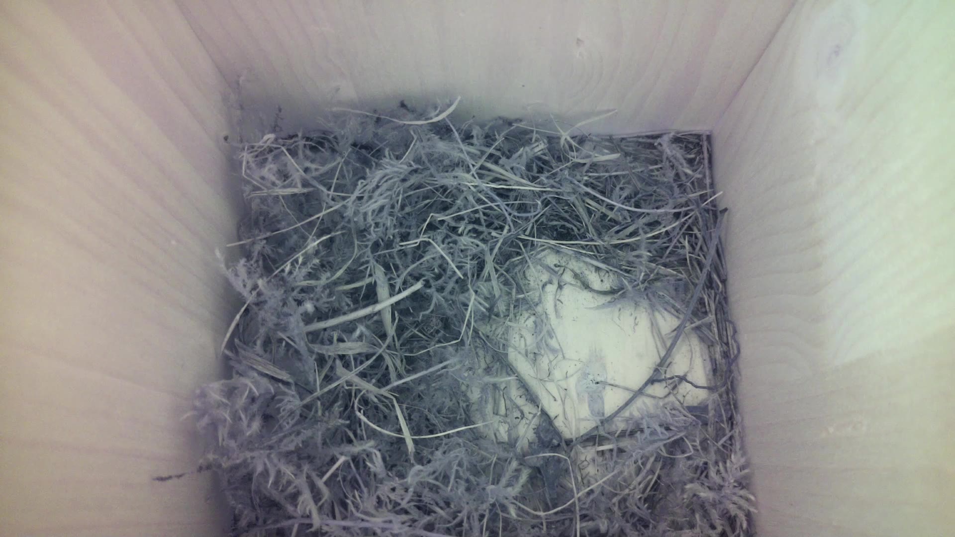 Aufnahme aus dem Vogelhaus