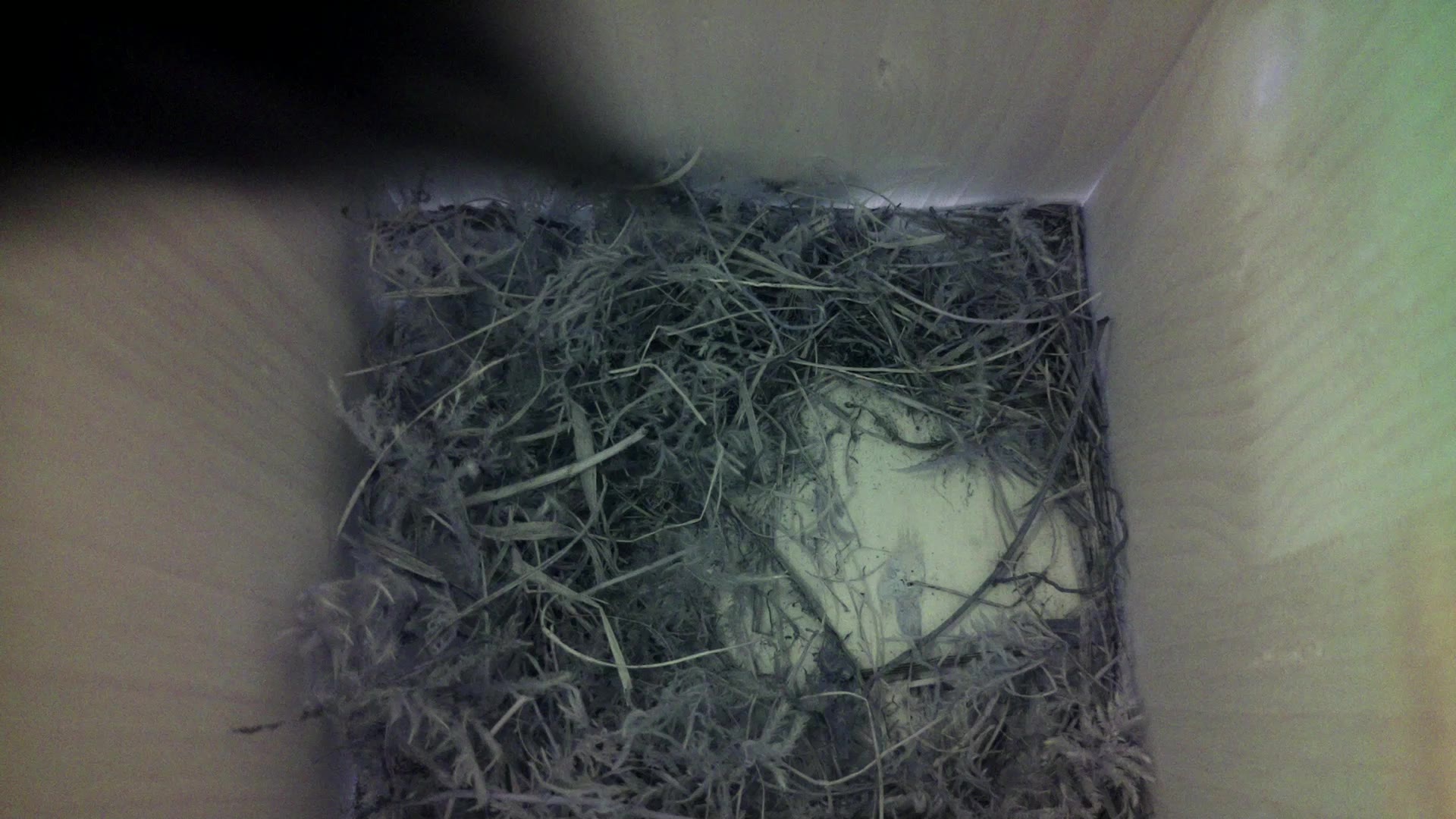 Aufnahme aus dem Vogelhaus