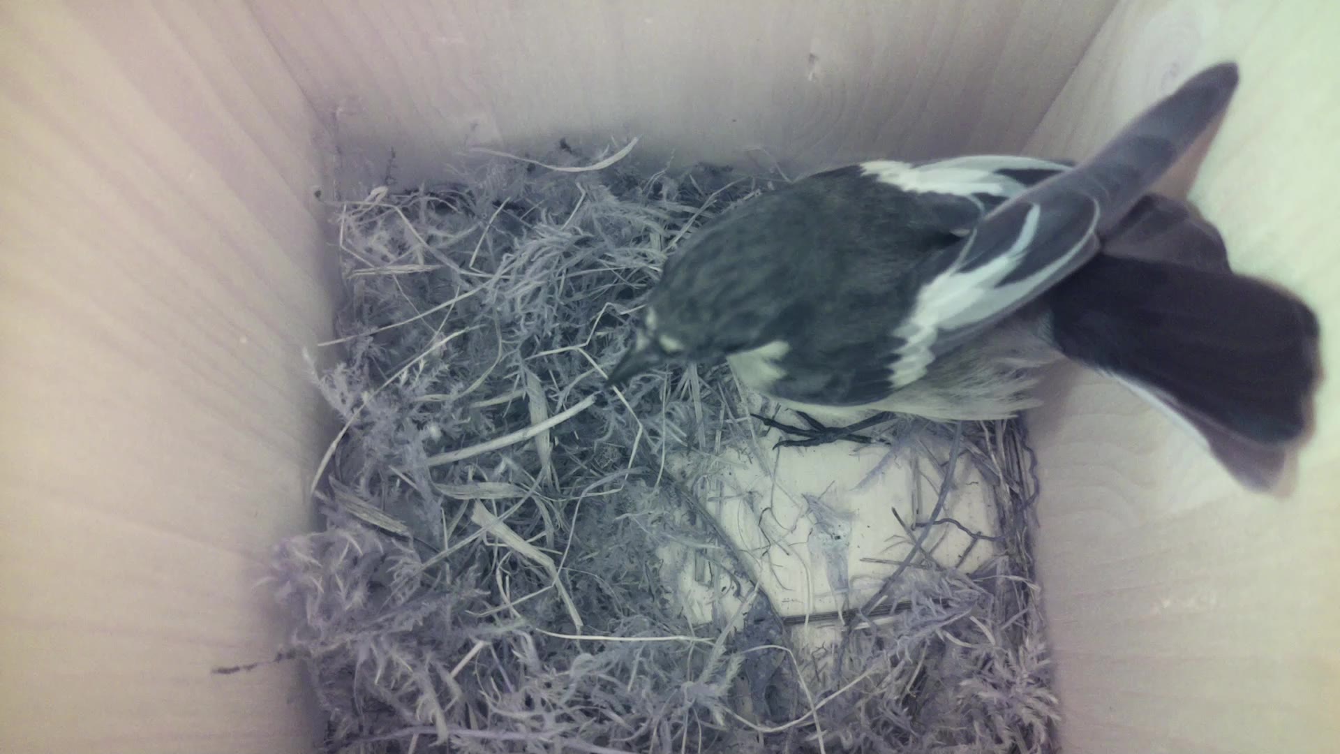 Aufnahme aus dem Vogelhaus