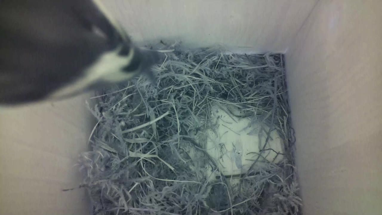 Aufnahme aus dem Vogelhaus