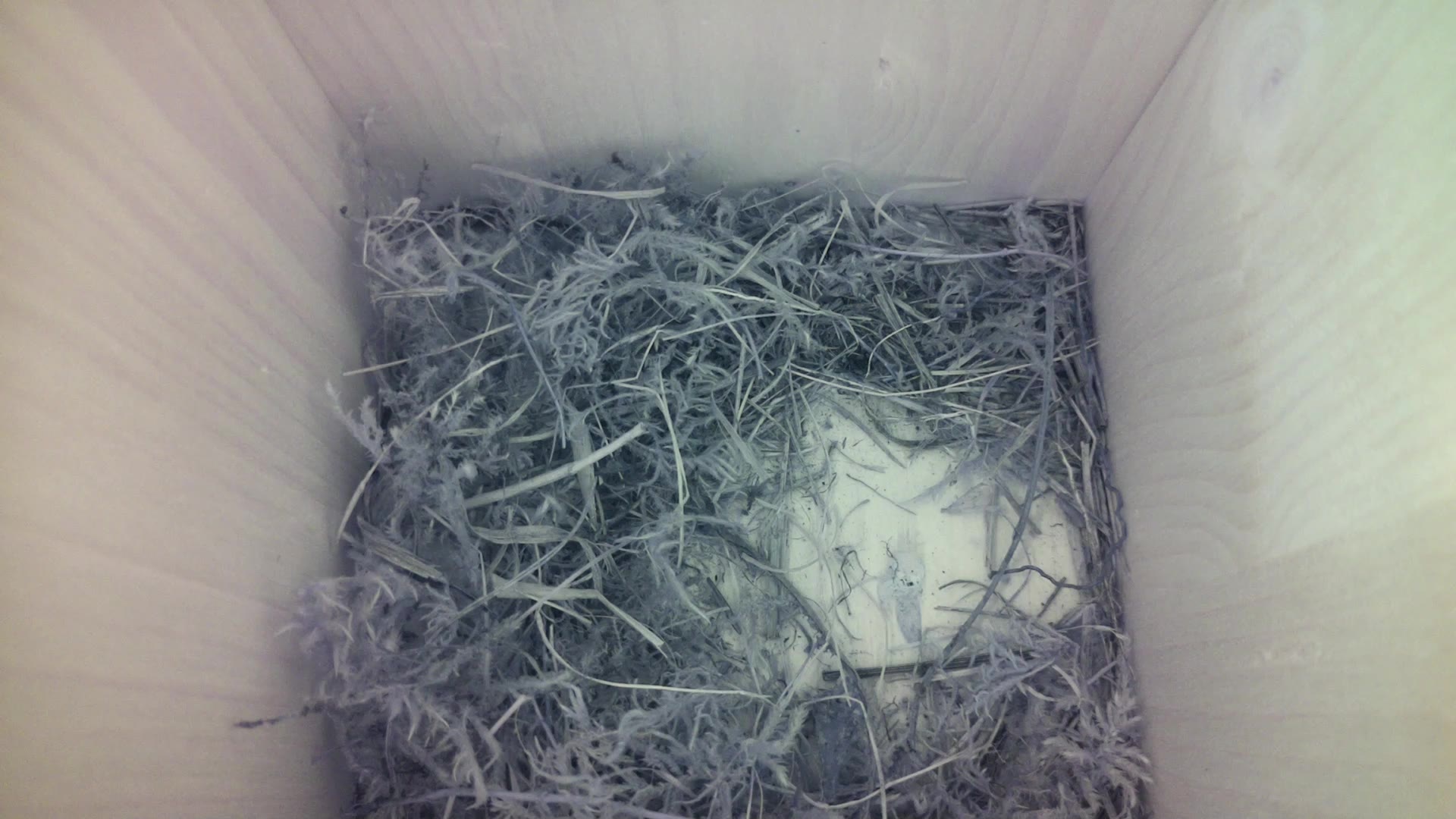 Aufnahme aus dem Vogelhaus