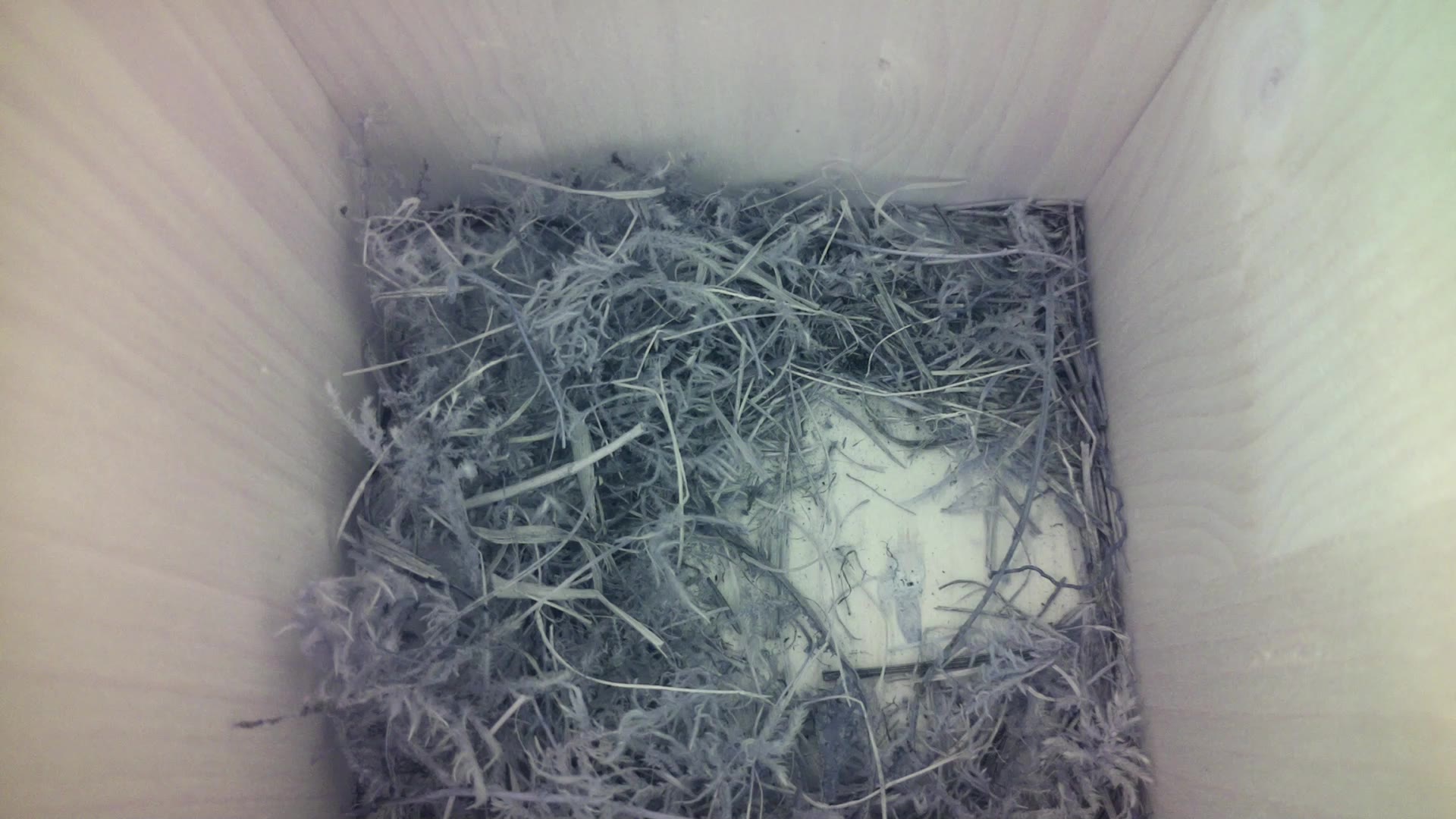 Aufnahme aus dem Vogelhaus