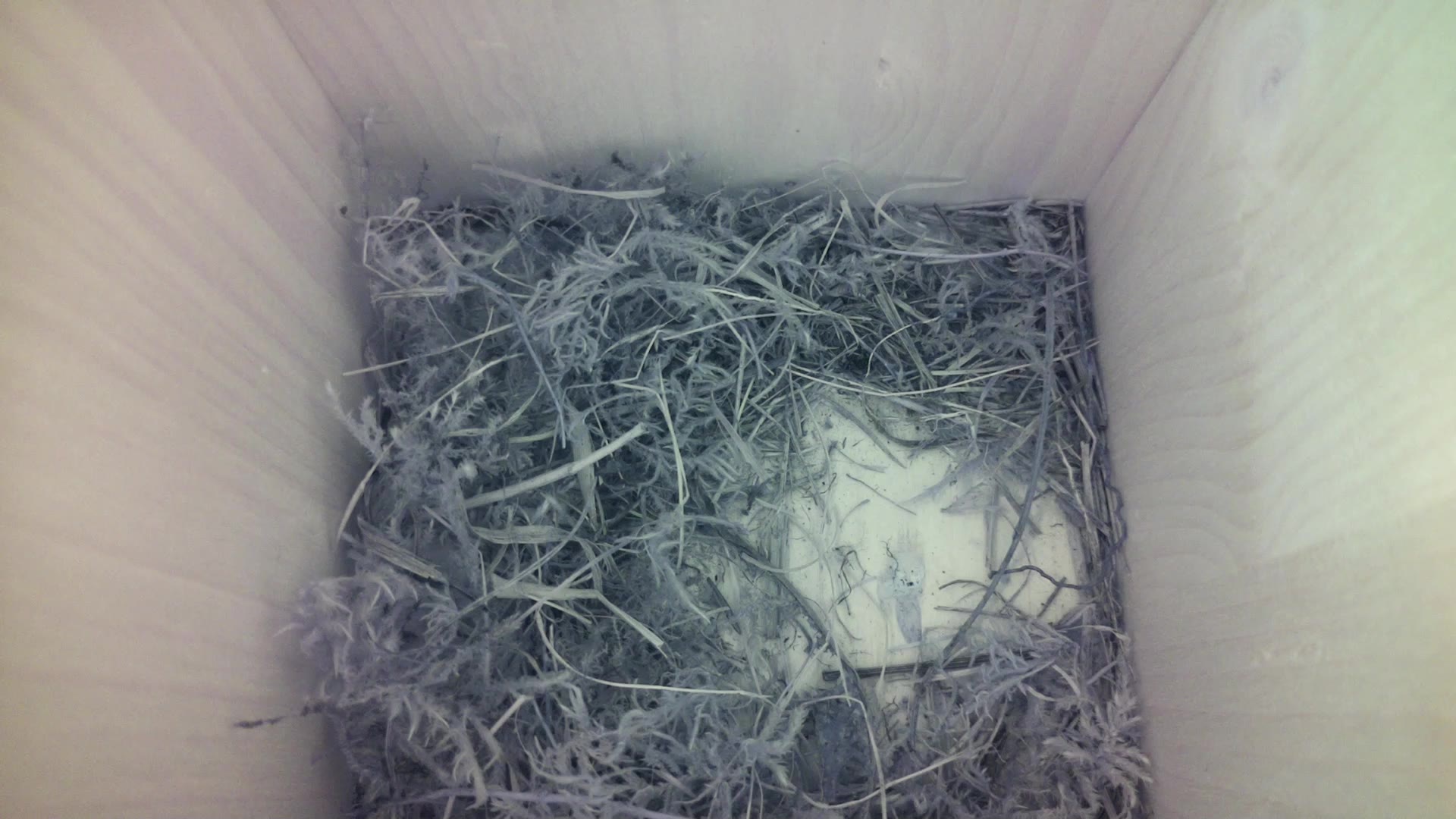 Aufnahme aus dem Vogelhaus
