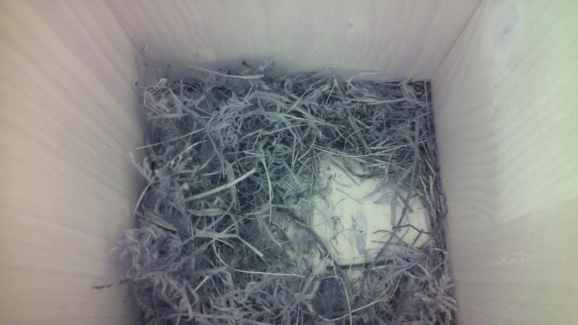 Aufnahme aus dem Vogelhaus