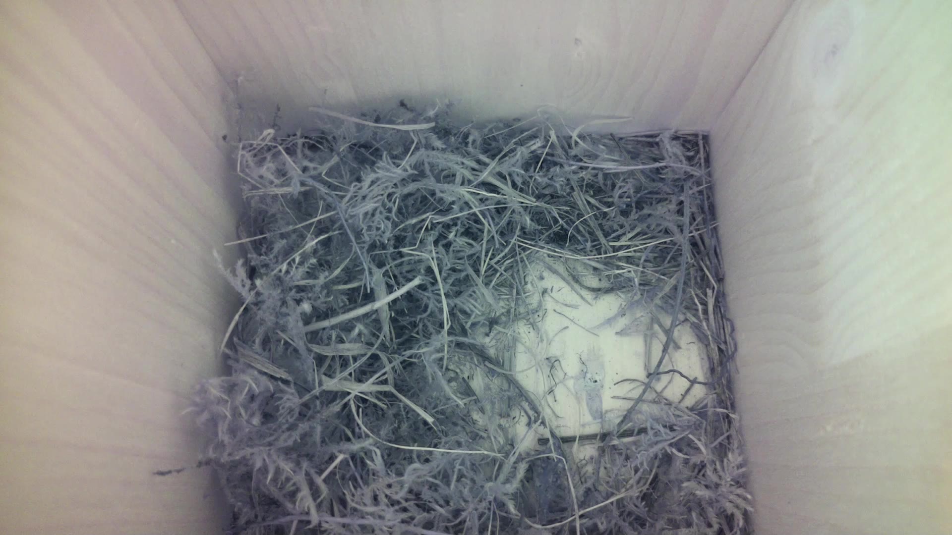 Aufnahme aus dem Vogelhaus