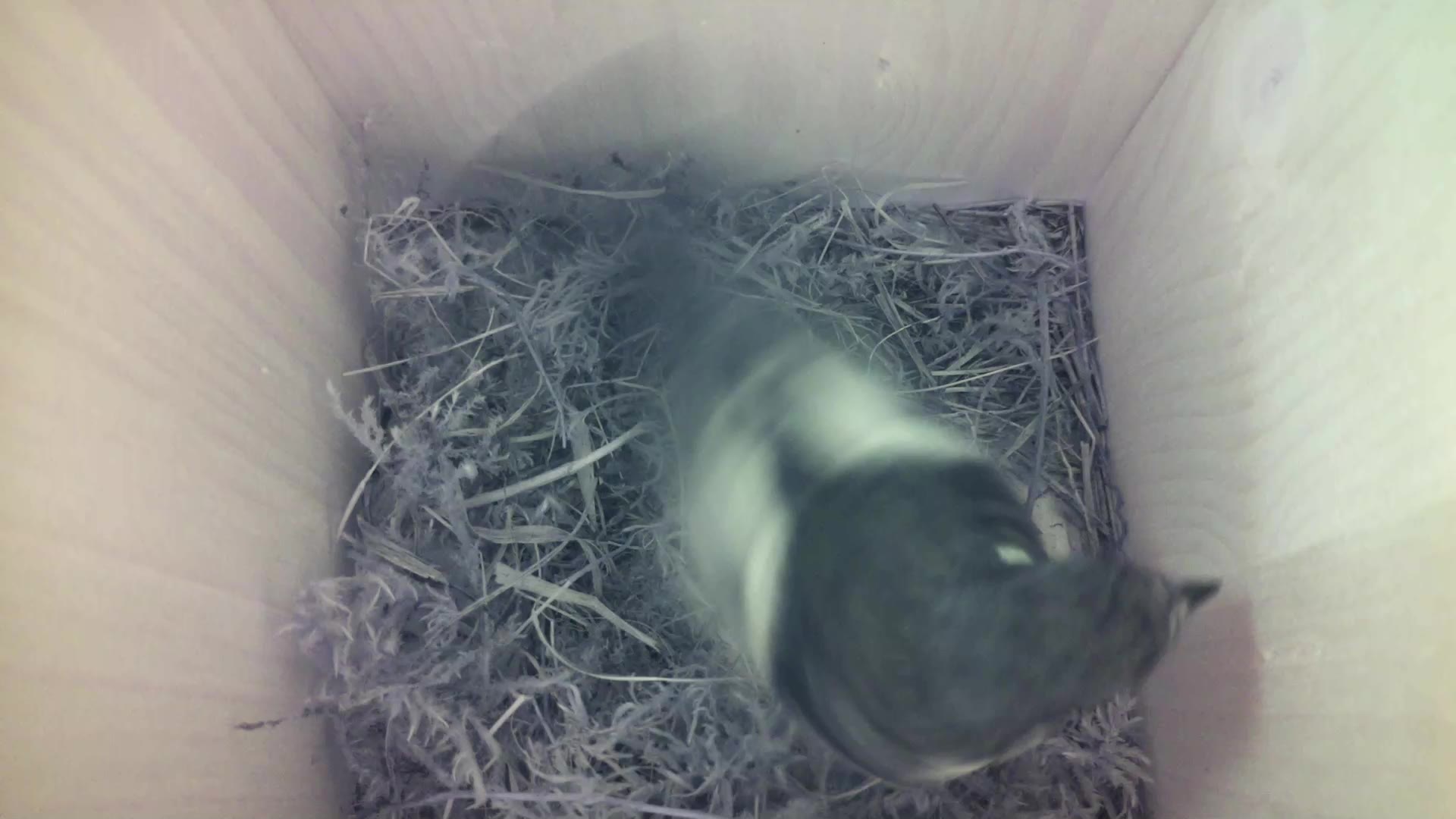 Aufnahme aus dem Vogelhaus