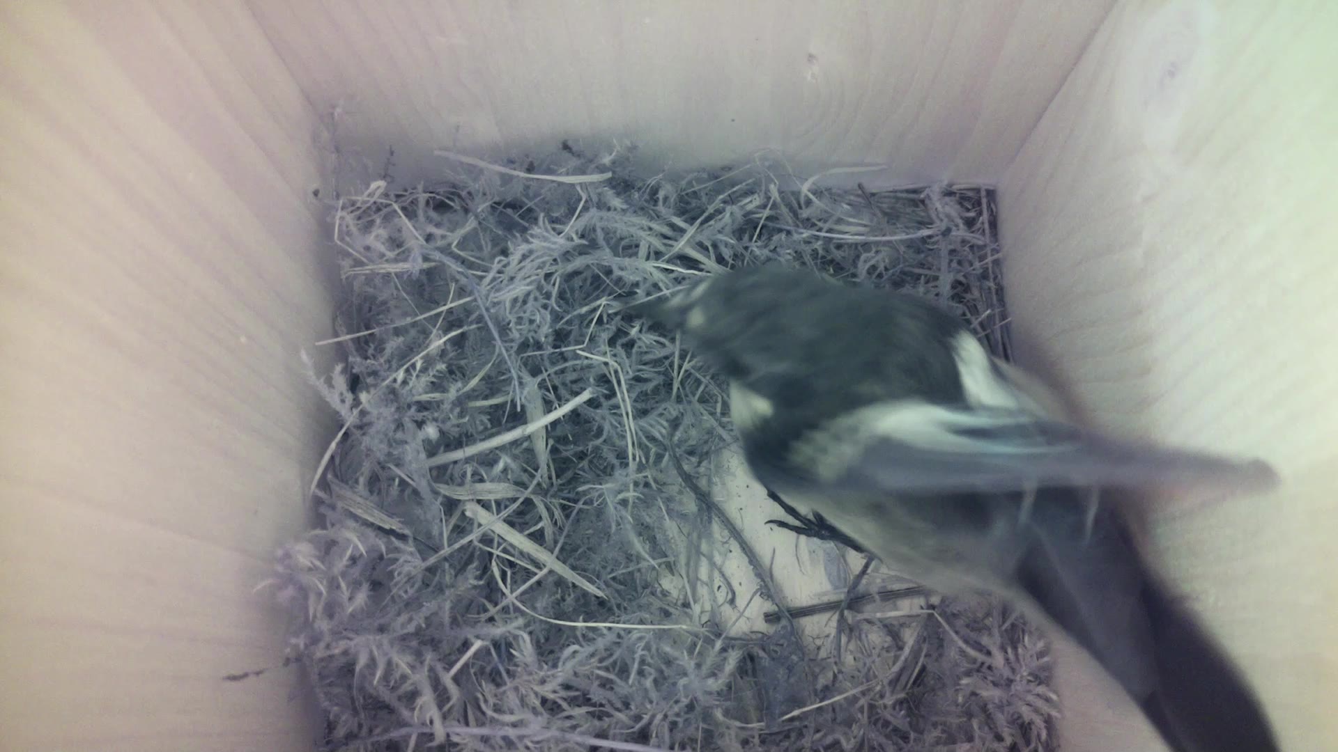 Aufnahme aus dem Vogelhaus