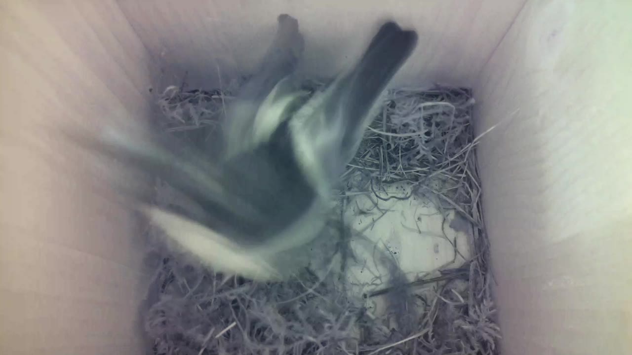 Aufnahme aus dem Vogelhaus