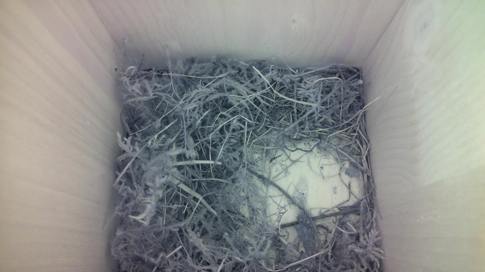 Aufnahme aus dem Vogelhaus