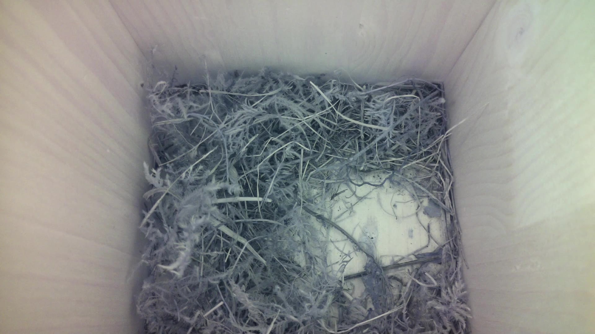 Aufnahme aus dem Vogelhaus